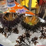 barcellona, adrià, nino viejo, ricci di mare