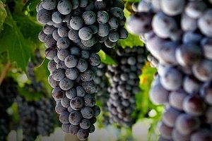 I vini della Valpolicella