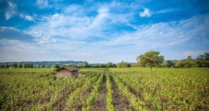 Il vino di Franciacorta