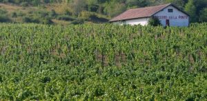 Savagnin ‘Ouillé 36 mesi’ Domaine de la Pinte 2015