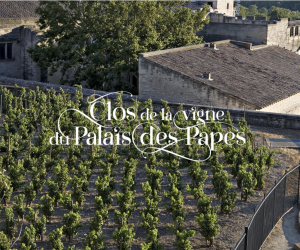 UVA, la vigna del Palazzo dei Papi di Avignone entra nel circuito delle  vigne urbane