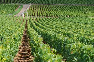 Bâtard-Montrachet Domaine Leflaive 2001