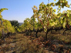 Xinomavro: la tradizione del blend