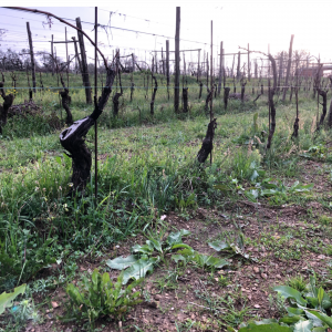 Tenuta Marchini