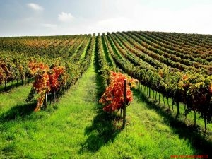 velenosi vini