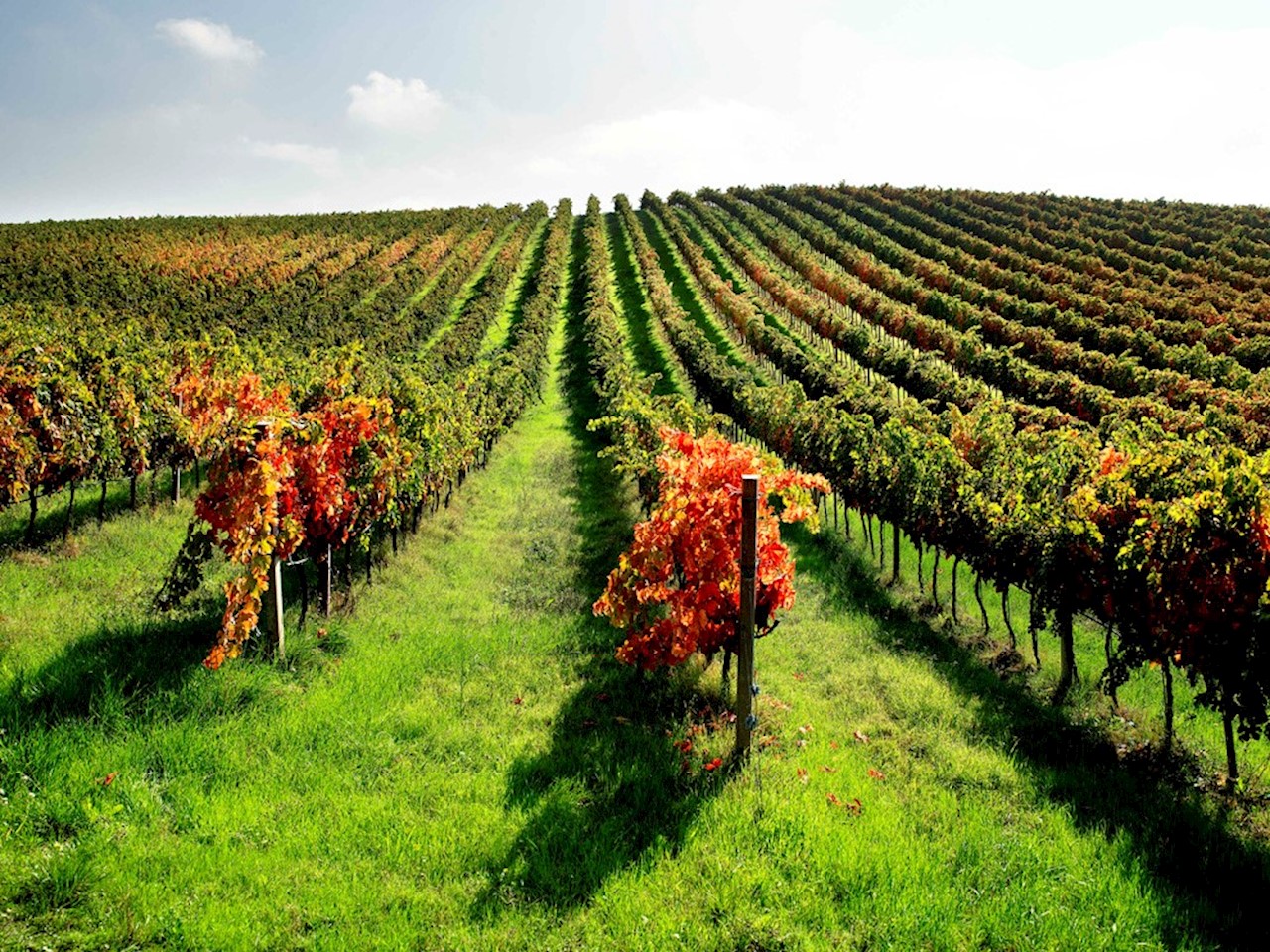 velenosi vini
