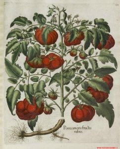 il Pomodoro