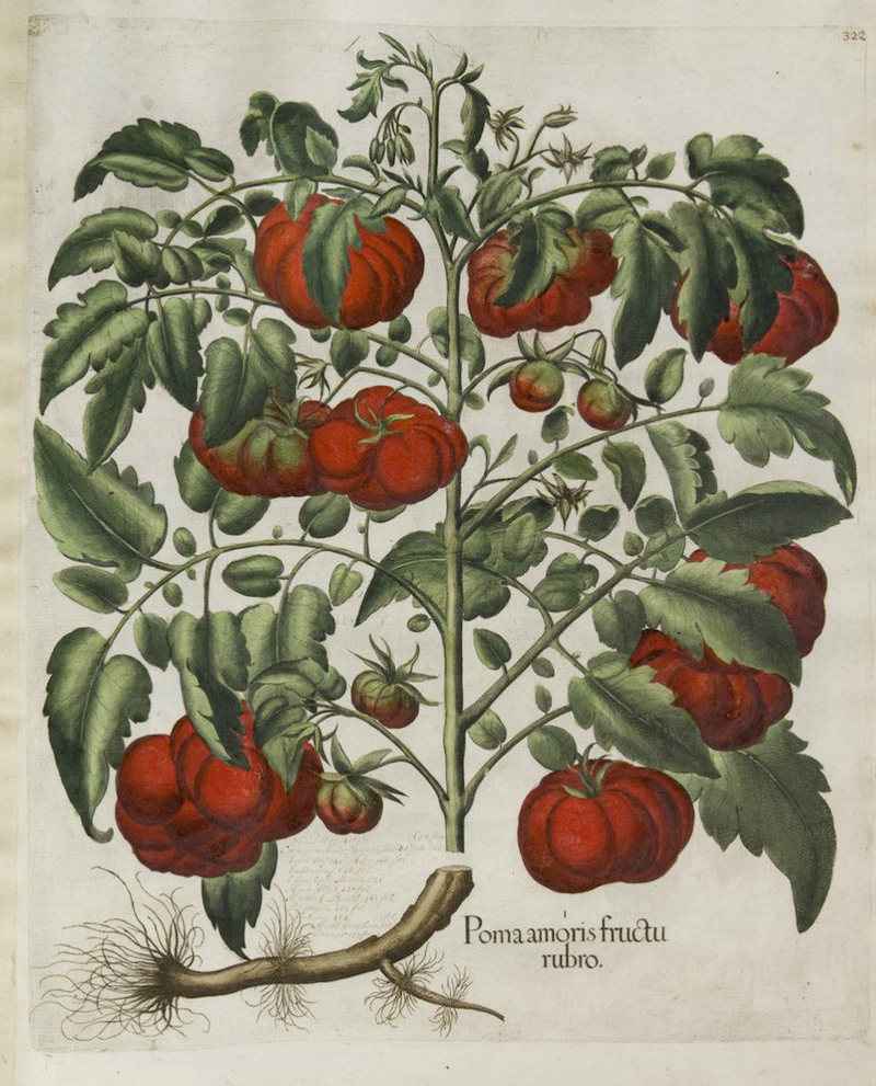 il Pomodoro