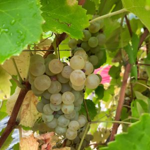 Il Torcolato di Breganze di Maculan