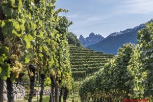Cantina Valle Isarco