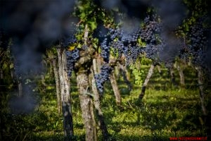 Refosco dal Peduncolo Rosso