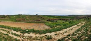 Colline Teramane Montepulciano d’Abruzzo