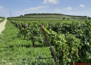 Roberta Bricolo e l’Azienda agricola Gorgo