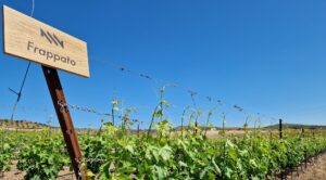 Sicilia en Primeur 2023 & il Frappato I