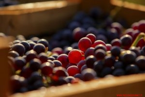 Amarone