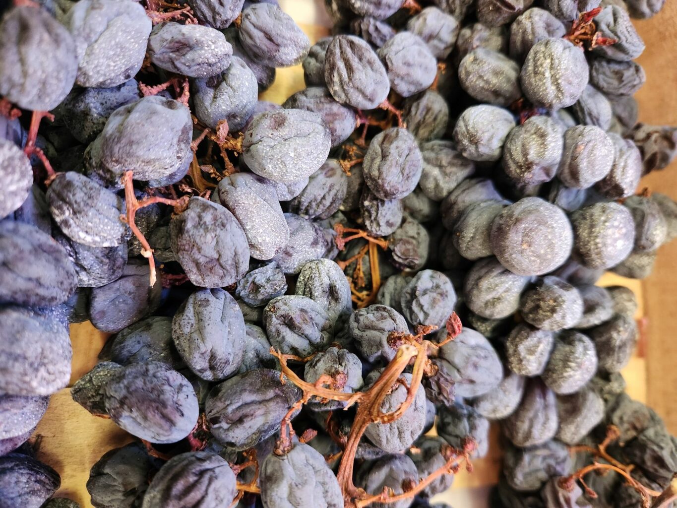 Uve usate per il Valpolicella mostrate alla manifestazione Amarone Opera Prima 2025