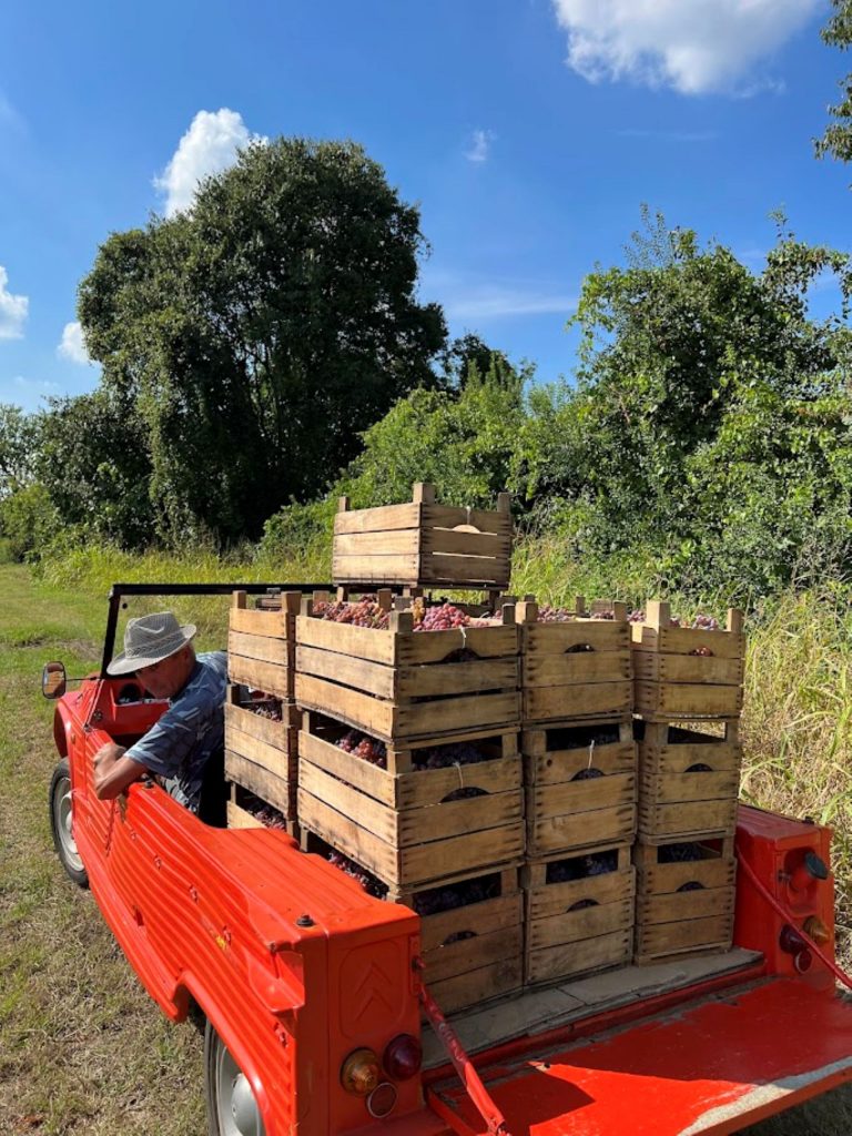 foto della vendemmia 