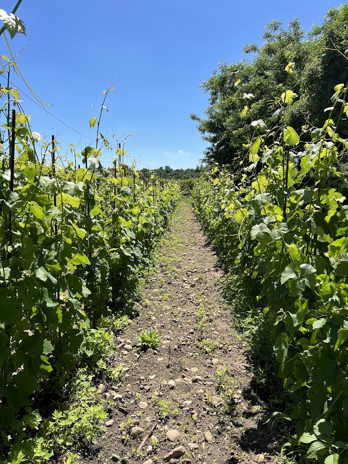 le vigne di Dennis Borchia
