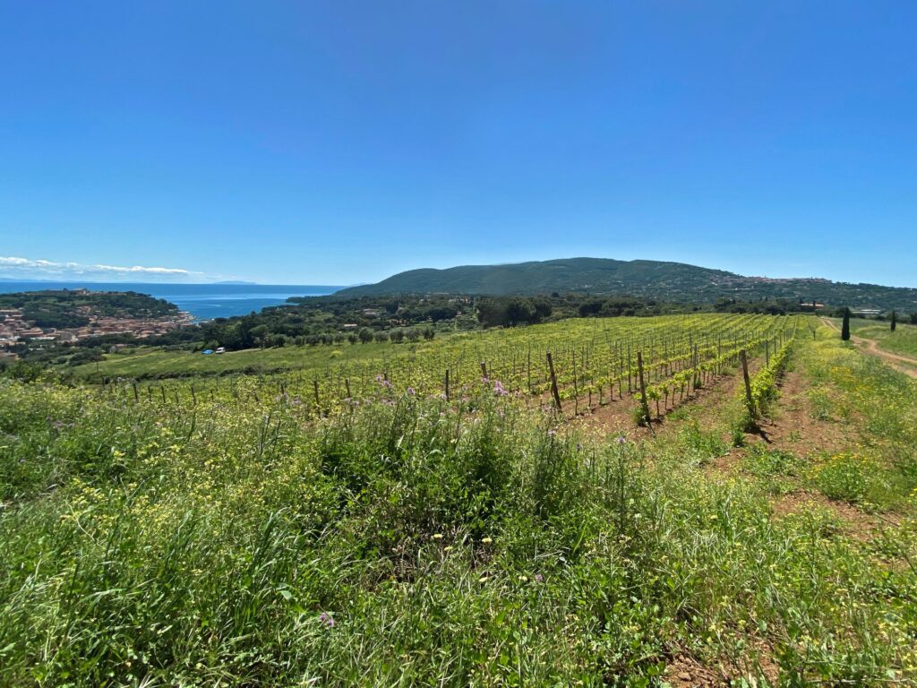 Le vigne della cantina.