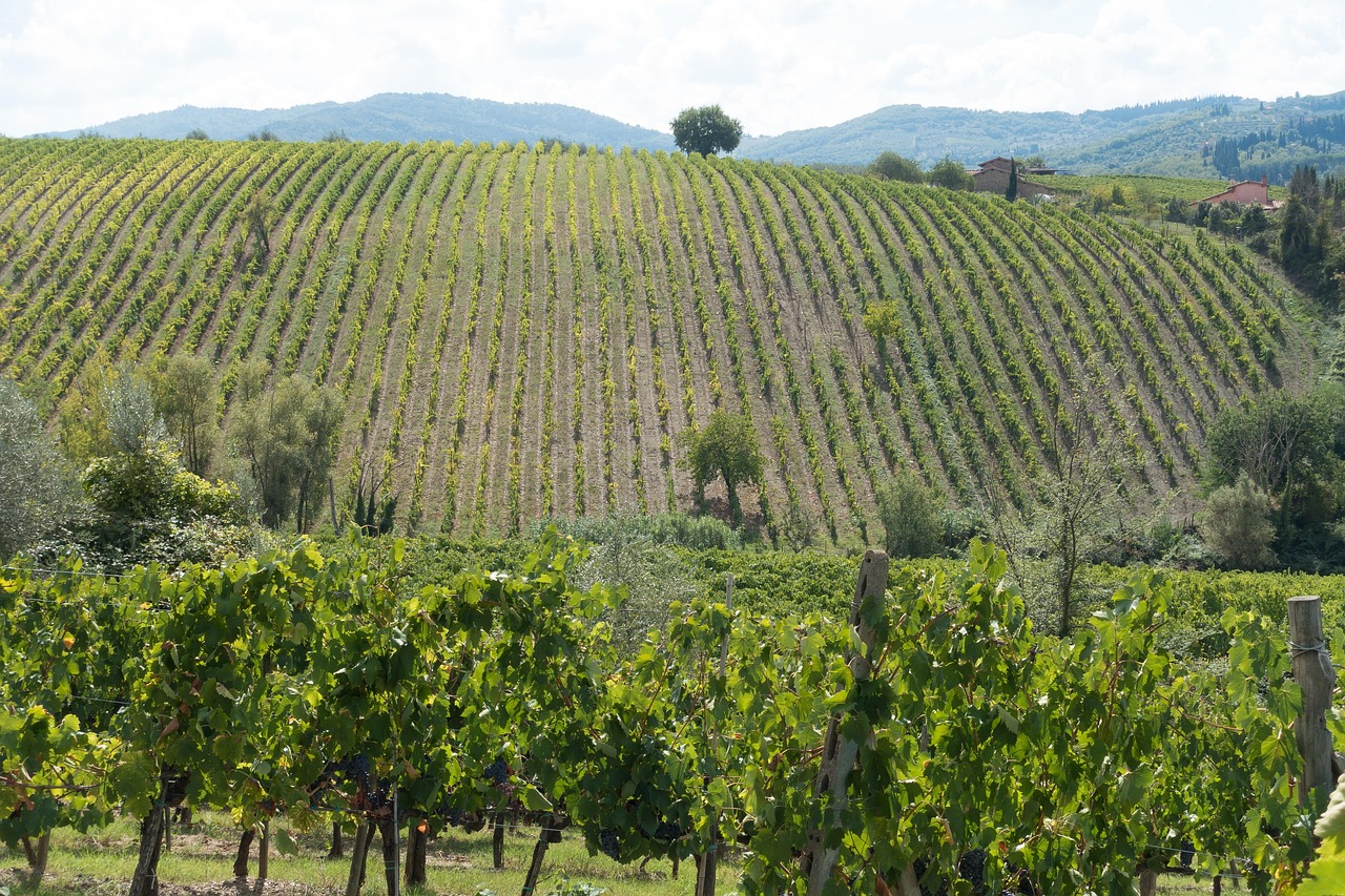 Le vigne del Chianti