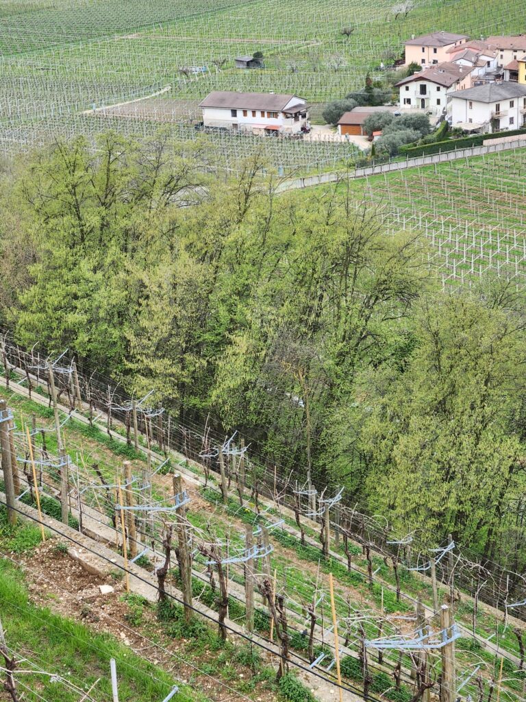 Le vigne.