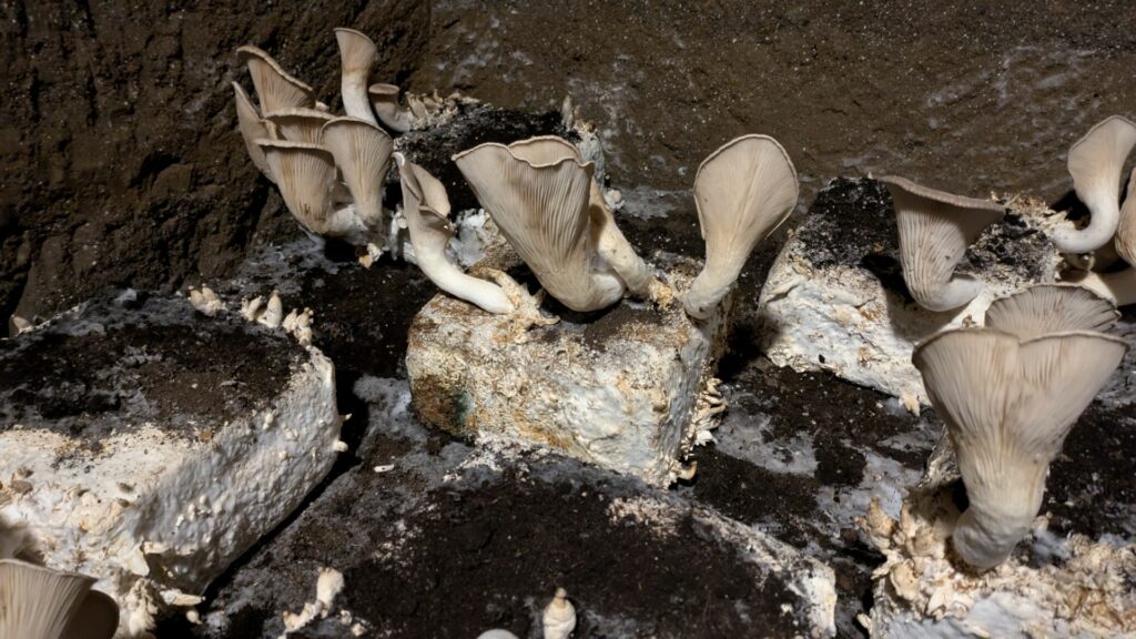 Coltivazione dei cardoncelli di Contatto.