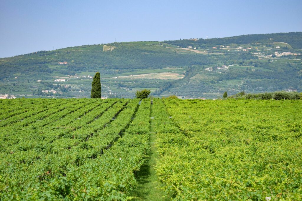 Un'altra prospettiva delle vigne