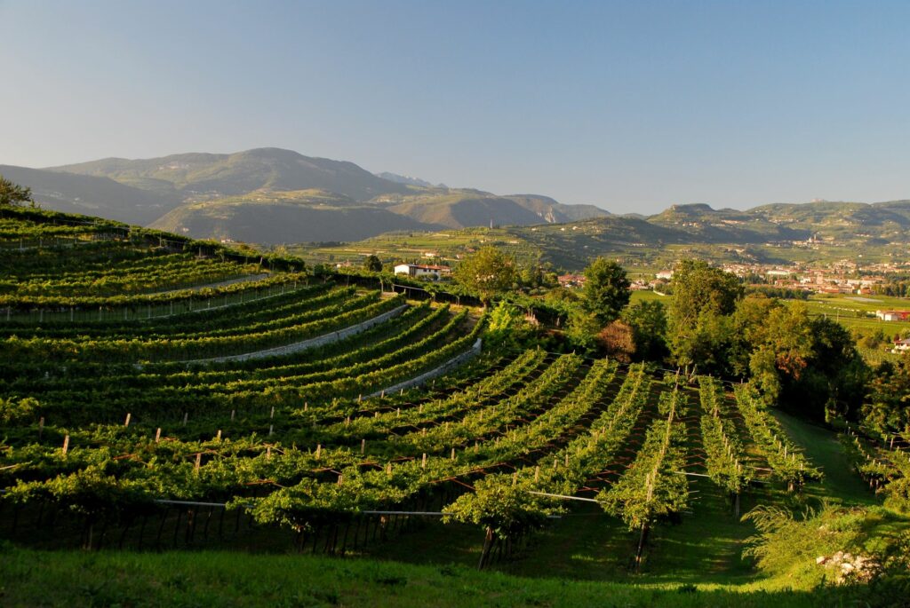 Le vigne di alcune cantine presenti all'anteprima dell'amarone