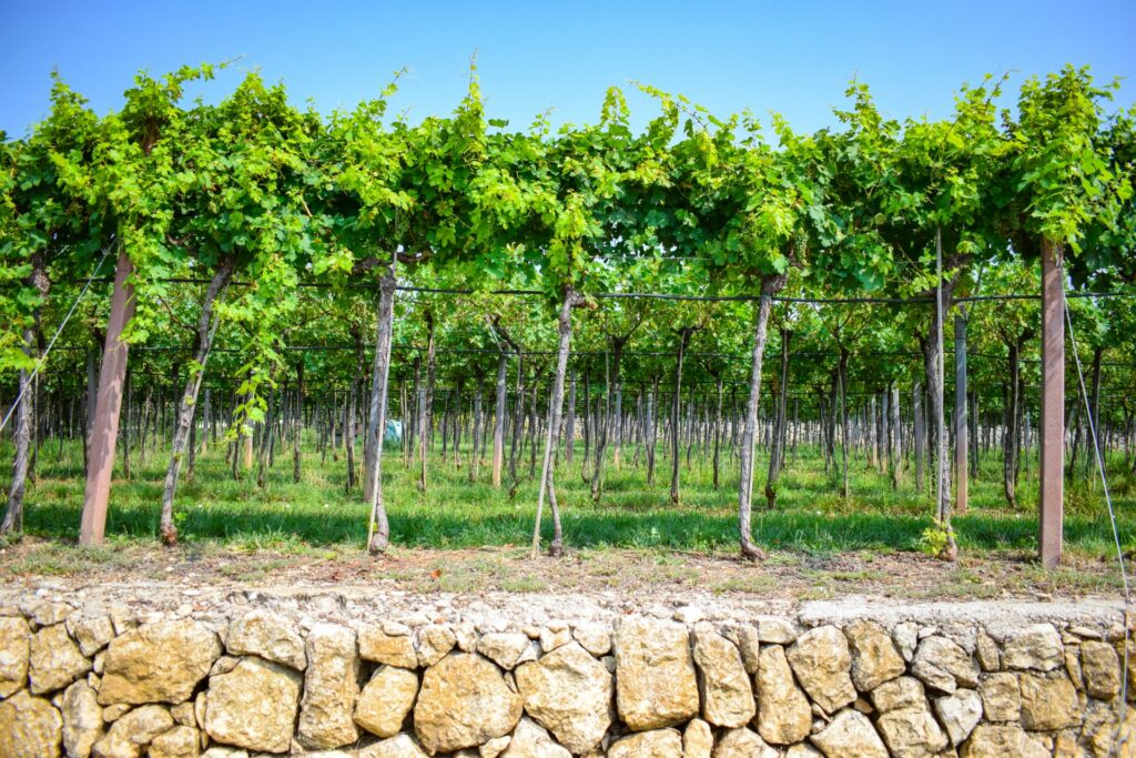 Una vigna di una cantina presente all'anteprima dell'amarone