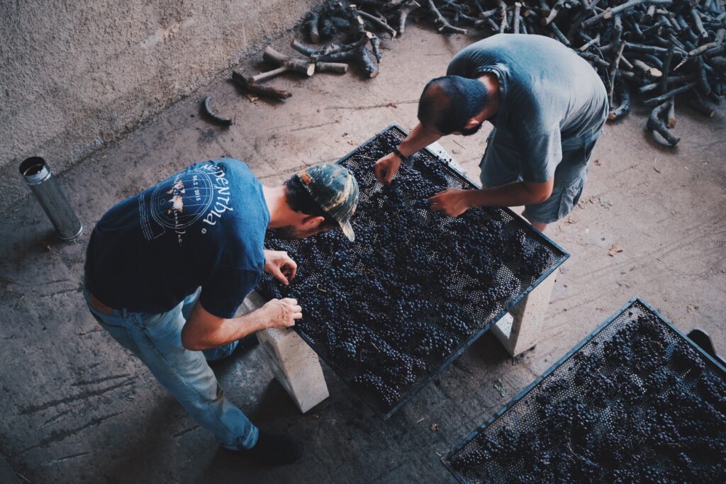 Un passaggio della produzione di un vino. Dei grappoli in appassimento