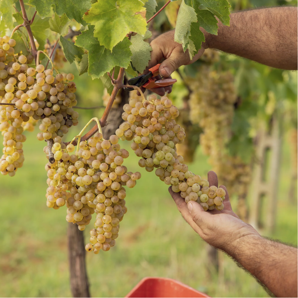 dei grappoli che vengono curati.