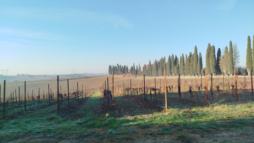 I filari dell'azienda