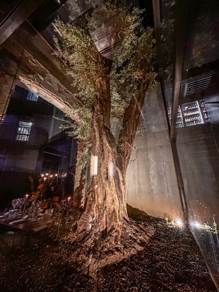 L'iconico ulivo che svetta in una teca del ristorante moebius sperimentale