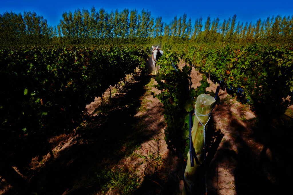 Le vigne di Bodega Chacra.